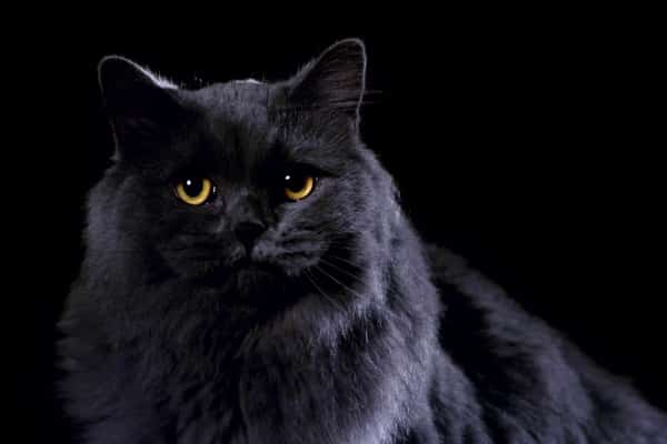strange historical facts black cat