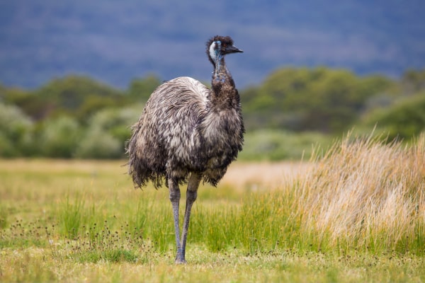 Strange Historical Facts Emu