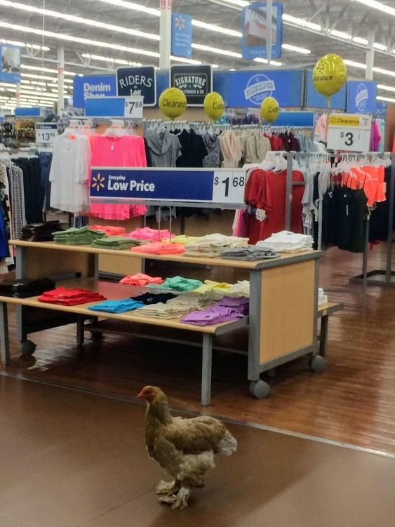 Bizarre Walmart, Chicken