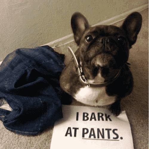 Dog barks at pants confession