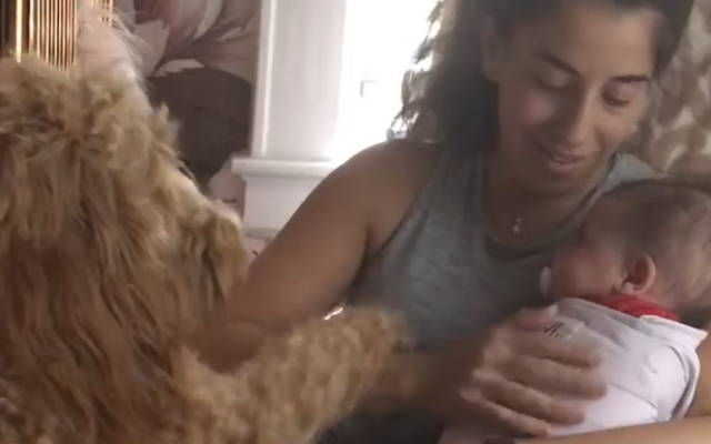 Adorable Video Shows Jealous Goldendoodle Dog Trying To Take Attention Away From Newborn Baby