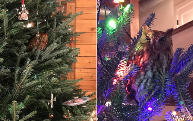Owl Found In Family’s Christmas Tree After Living There For About A Week